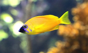 Golden Hamlet19442208331_9807a11d99_k