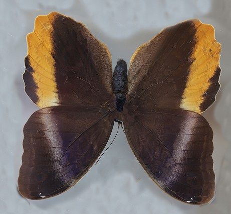 C atreus20026840583_be349c9b4f_k