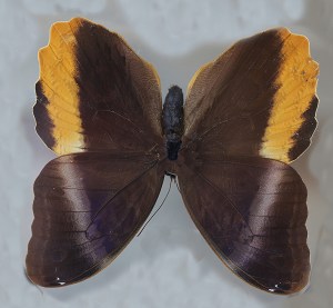 C atreus20026840583_be349c9b4f_k