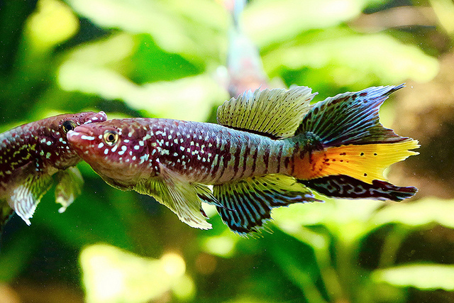 Blue Gularis Killifish20750345676_f4b54fecfe_z