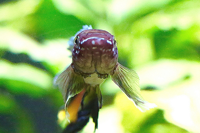 20767185002_4d90ae95ba_z