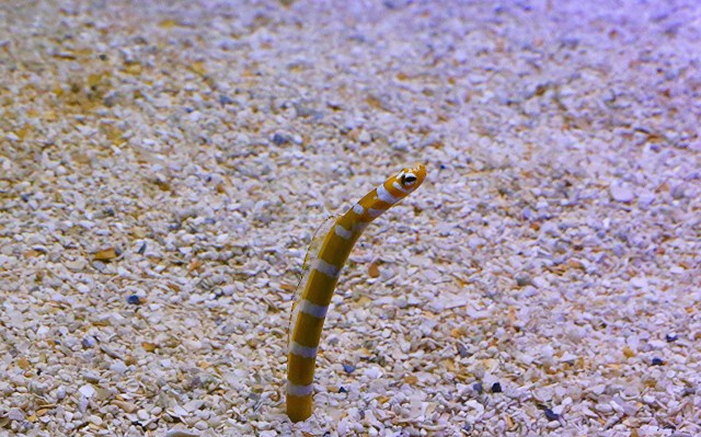 Garden Eel20776620435_68e152af6d_k