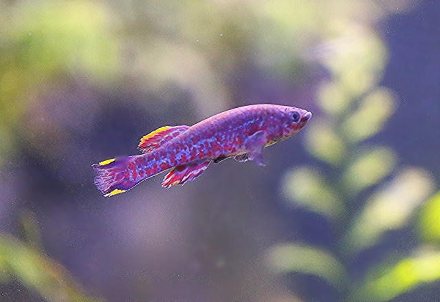 Killifish20776631555_95cc874e24_k