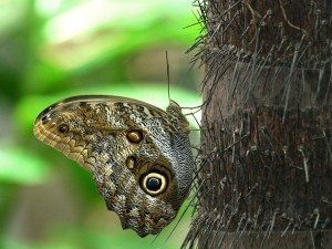 Owl Butterfliy3113513993_495f634d48_b