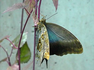 Owl Butterfliy3175391013_8b600a2e82_o