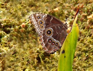 Blue morpho3766067603_8457994731_o