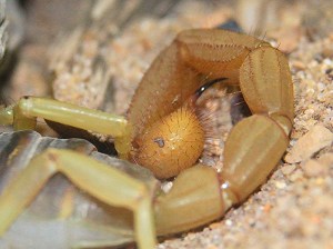 4104772216_74f5b26c39_b