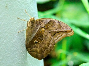 Owl Butterfliy4184513701_c7f7b4e5df_b