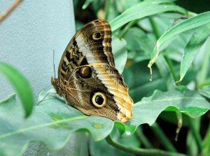 Owl Butterfliy4185273802_a8ebe26468_b