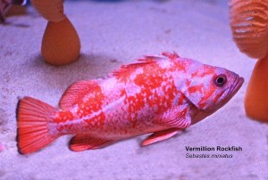 Vermillion Rockfish Sebastes miniatus&nbsp;IMG_1659