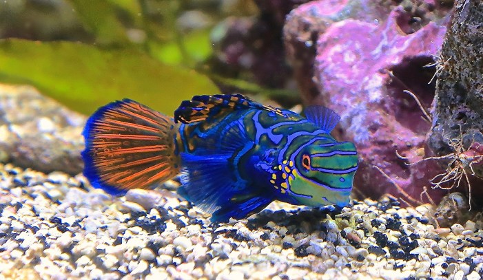 Synchiropus splendidus15148891995_e1b96e57d4_k