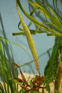 22510763066_31ff260215_k