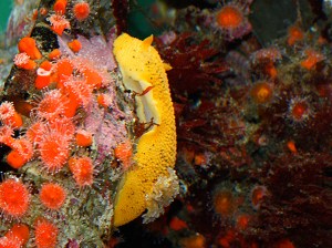 Sea Lemon Nudibranch3123887143_7648580fb9_b