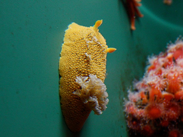 Sea Lemon Nudibranch3124713462_3c7ecb3ff5_b