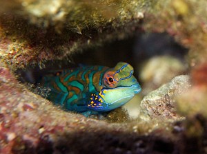 Green Mandarinfish aka Mandarin Dragonet3274882181_969702e800_b