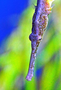Alligator pipefish3888361153_13247050f2_b-2