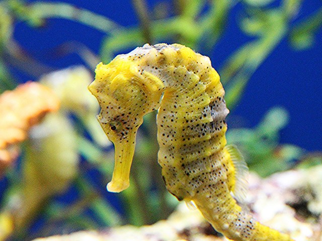 seahorses4039107114_c4de28e230_b