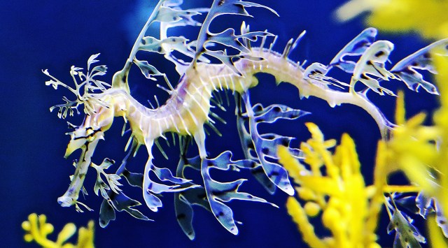 leafy seadragon11042381084_94c0a006a8_k