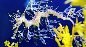 leafy seadragon11042381084_94c0a006a8_k