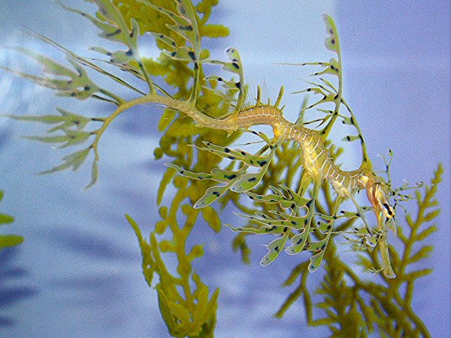 leafy seadragon2980686562_a871c0e383_b