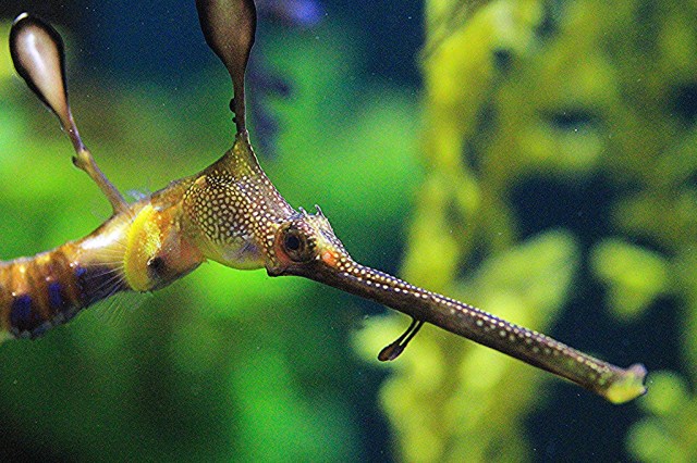 seadragon5119453148_827f229703_b