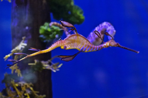 seadragon8395822449_9cd5ac59ff_k