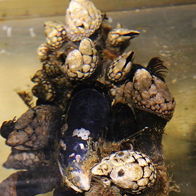 barnacles23190303024_13b7f3ff63_k