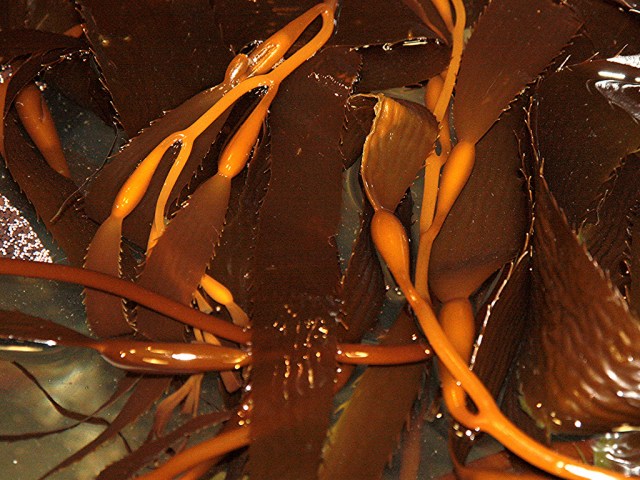 Giant Kelp5055944979_13b2c8c620_b