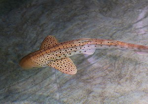 Carpet Shark17731408373_6301a094d9_k