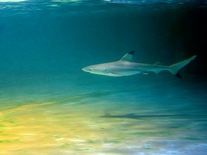 Carcharhinus melanopterus2979831615_73451da081_b