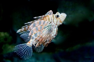 Red Lionfish