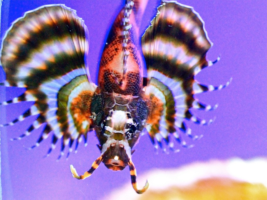 Dendrochirus biocellatus6287769897_0dbf3ffb24_b