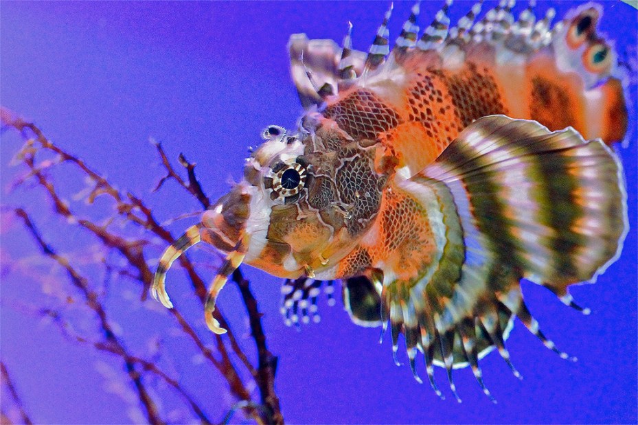 Dendrochirus biocellatus6287770317_9ccf0044ea_b