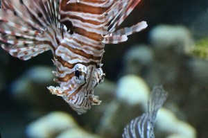 Red Lionfish