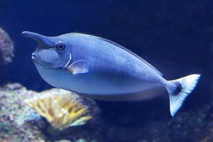 25751114116_2f37d710be_k