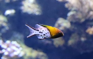 25894961095_960b8b3ea7_k