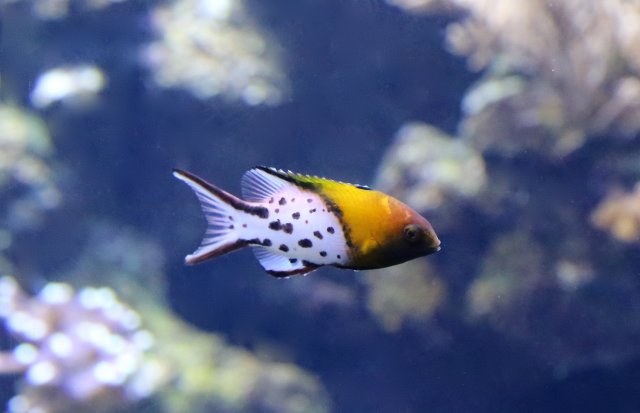 25894961095_960b8b3ea7_k