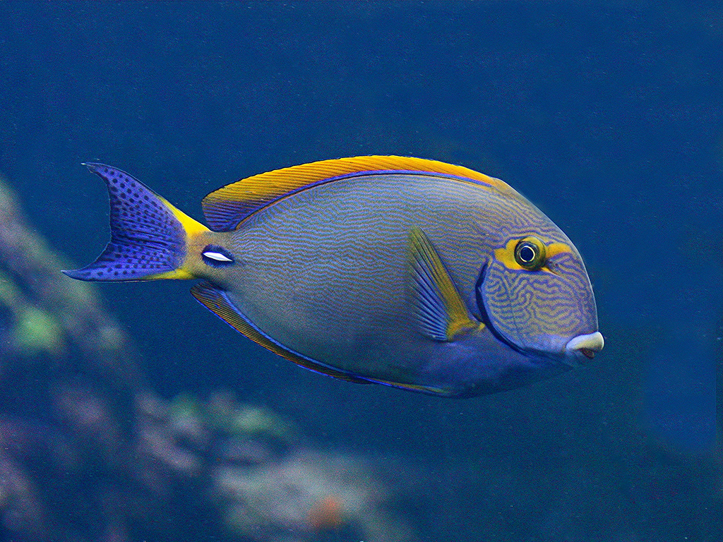 Surgeryfish 40 Types of Surgeonfish: Popular Species Guide