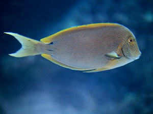 Blue-lined Surgeonfish4405089188_0ed976bdfe_b