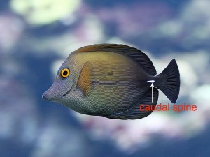 Brown Scopas Tang
