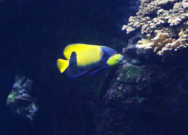 25765172242_70902092d1_k