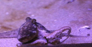 Two-spot Octopus25853155380_25c34d170d_k