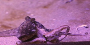2spot Octopus25853155380_e17555cef7_k