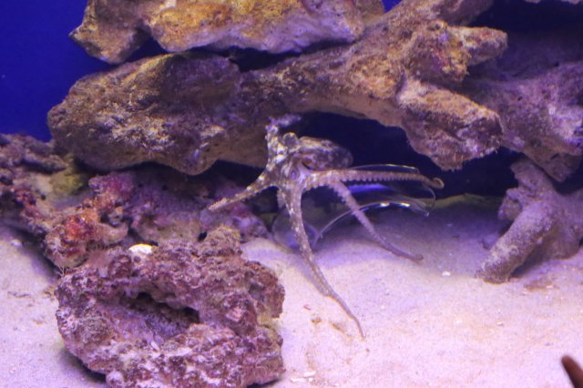 Two-spot Octopus26033508582_96a0c27793_k