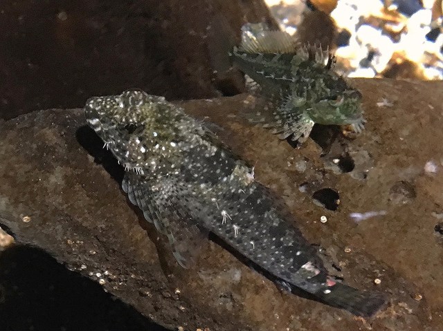 26443280072_865a4ff4c5_o