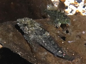 26443280072_865a4ff4c5_o