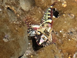 Sculpins26443283022_e0865caf03_o