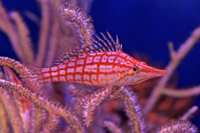 15935810048_b156fa3691_k