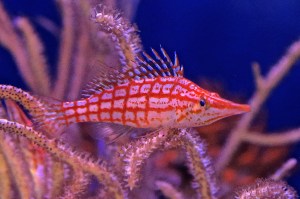 15935810048_b156fa3691_k