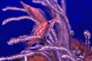 Longnose Hawkfish16150610665_6ca0325fef_k